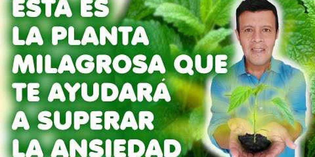 Descubre los Poderes Mágicos de la Ruda: Beneficios y Usos que Transformarán tu Bienestar