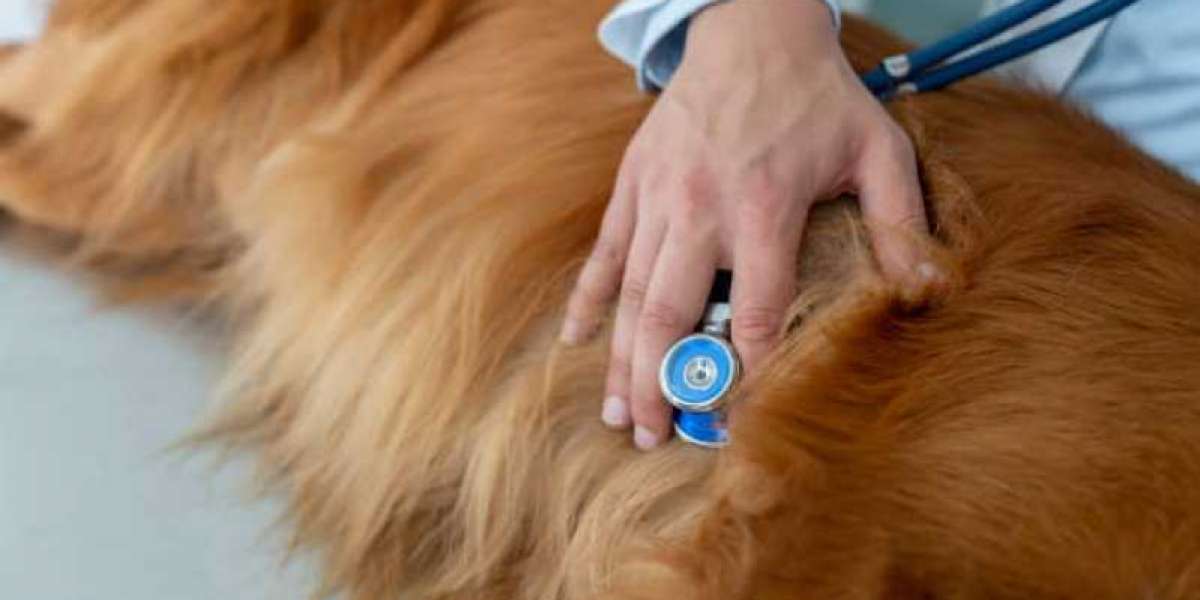 Our Checklist for Your Pet's Full Body Health