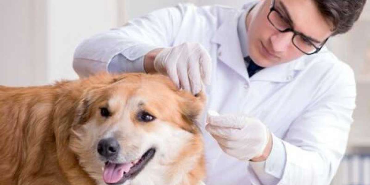 What is a Pet Wellness Exam?