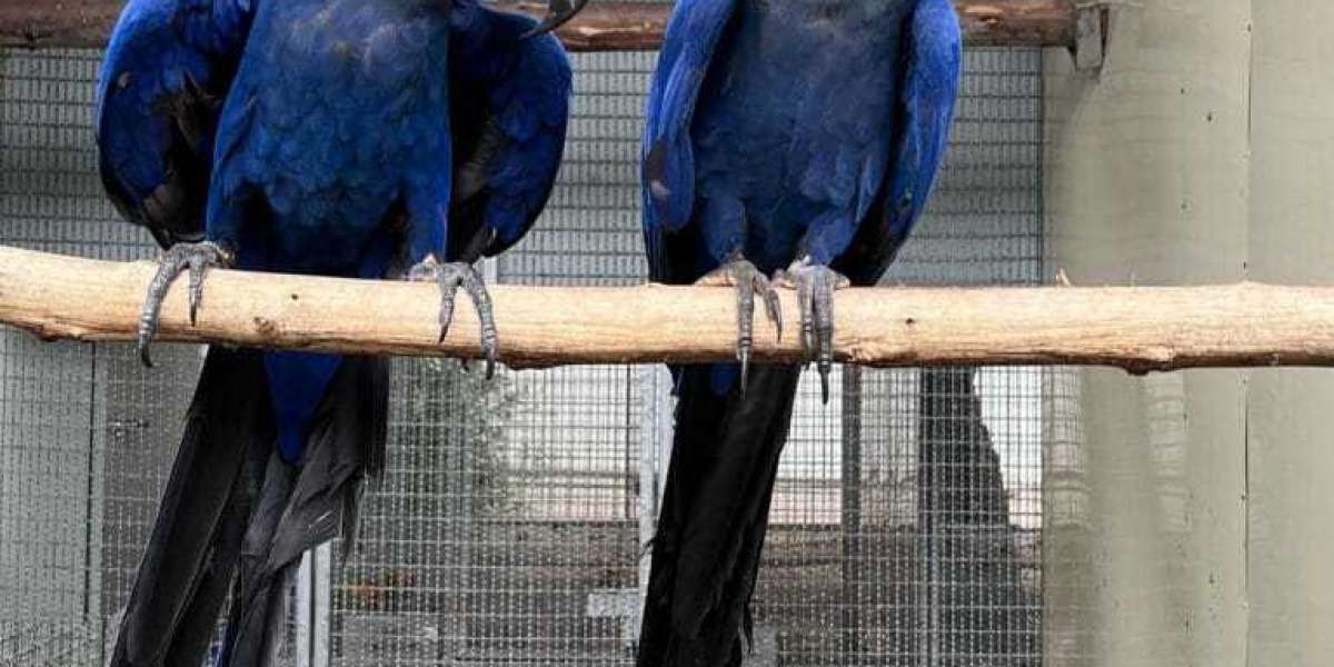 20 Things You Need To Know About Tallula Indigo Park Mollie Macaw